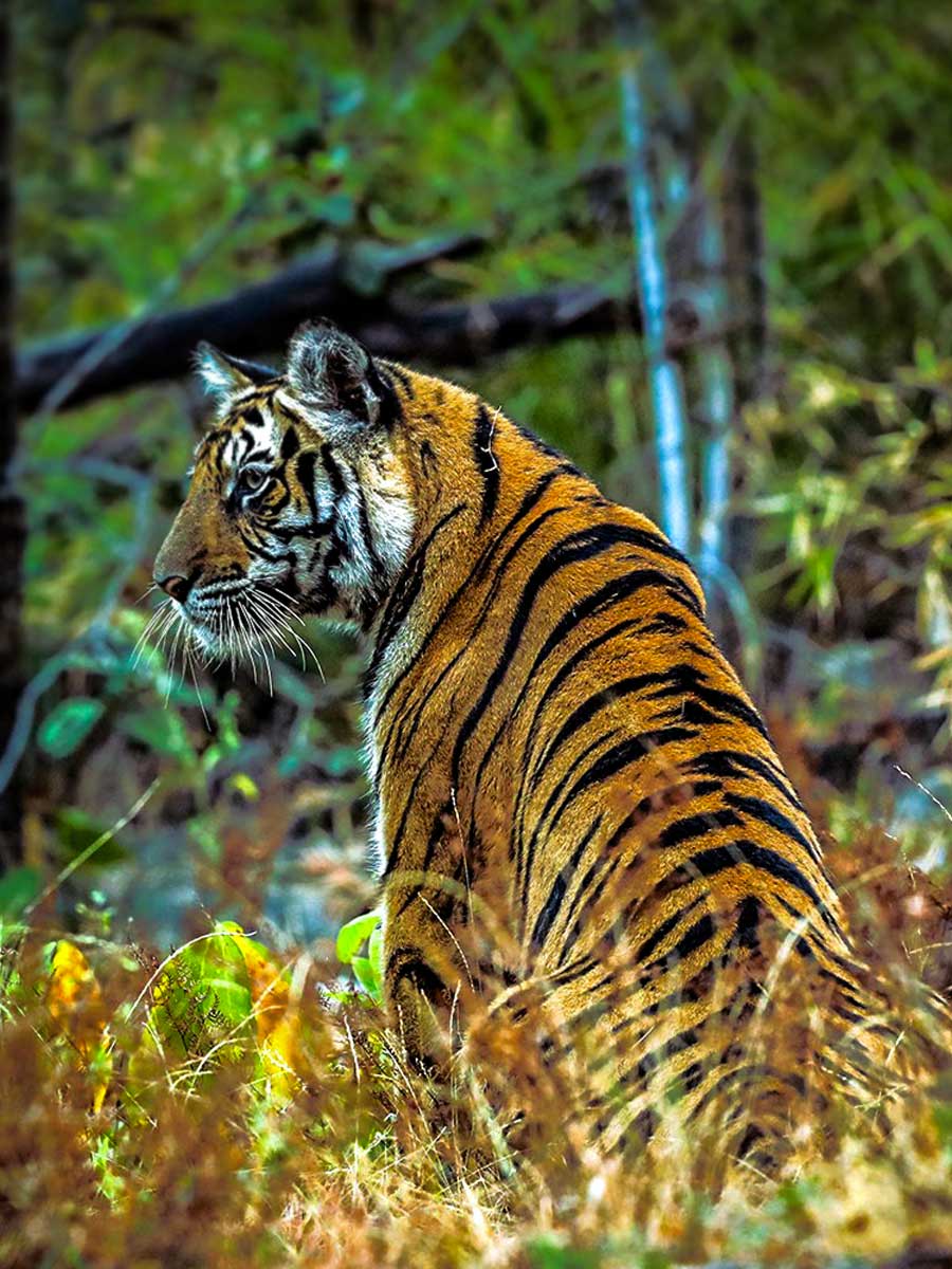 tiger